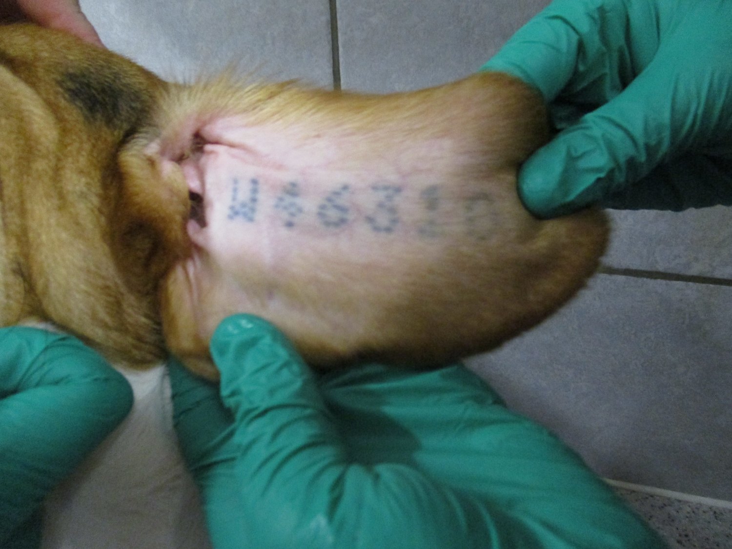 Close-up of a beagle ear tattoo being held by gloved hands.