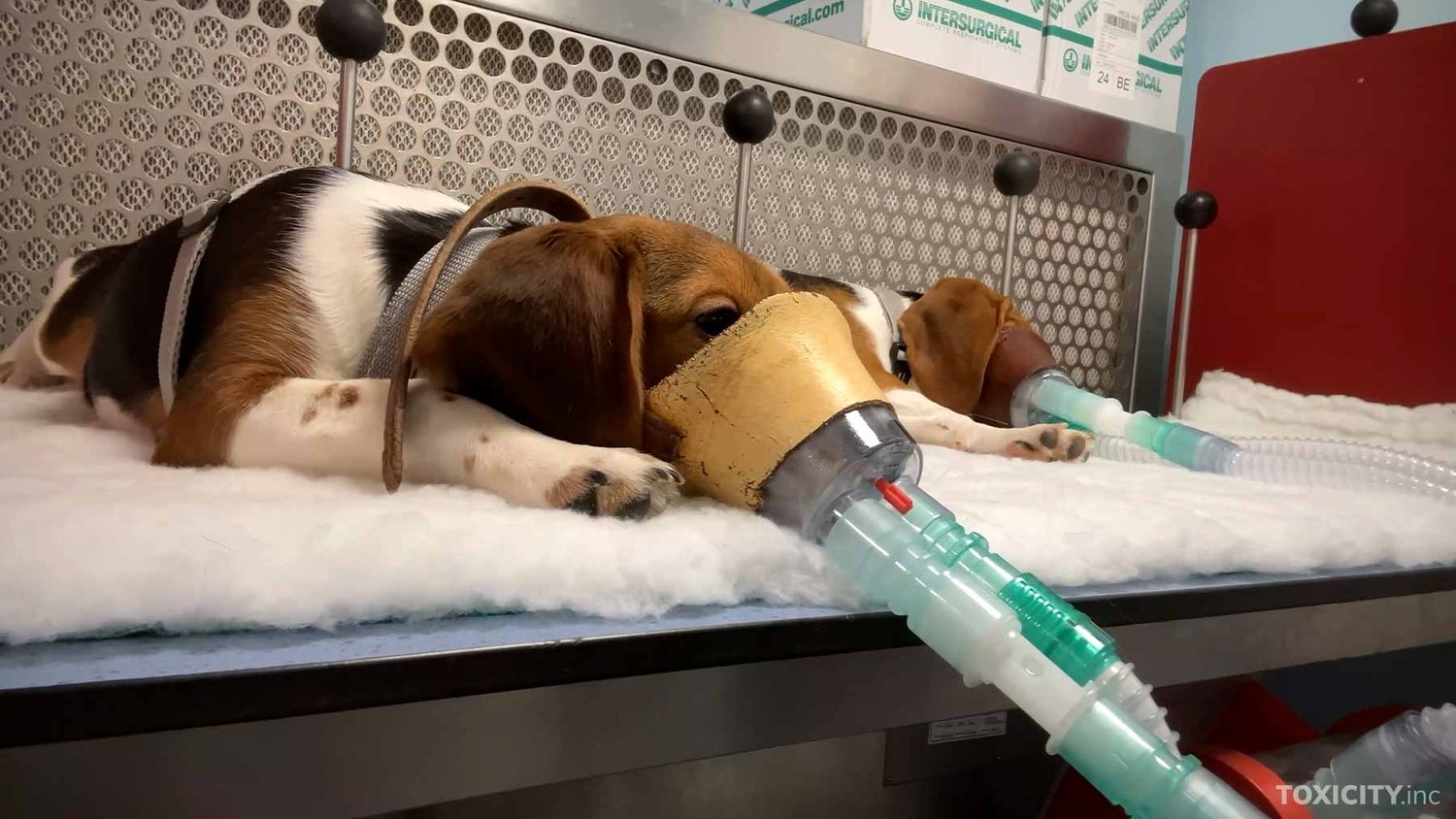 Beagle lying down wearing an inhalation mask in a laboratory setting.
